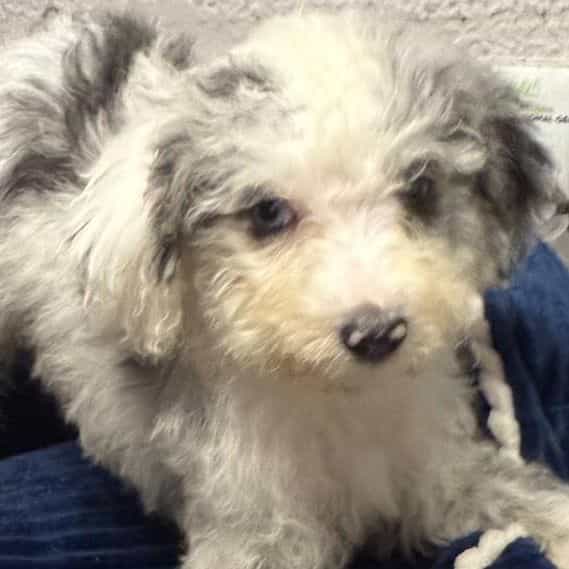 Lester - Aussiedoodle Male