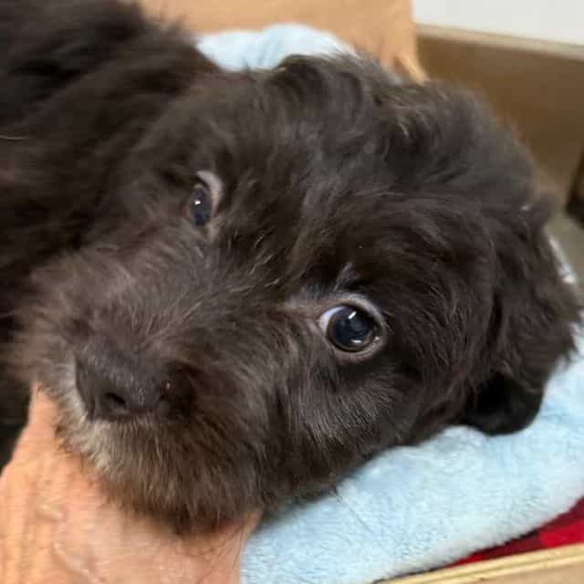 Lex - Aussiedoodle Male
