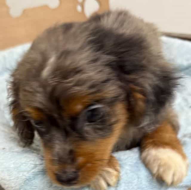 Landon - Aussiedoodle Male