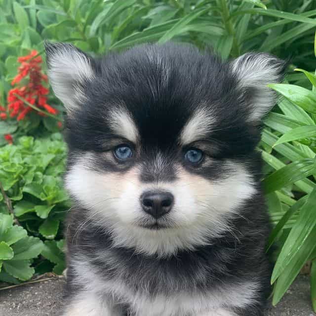 Kai~~Toy Boy! - Alaskan Klee Kai Male