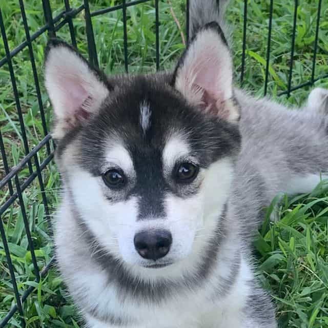 Sweet Girl~~Kay - Alaskan Klee Kai Female