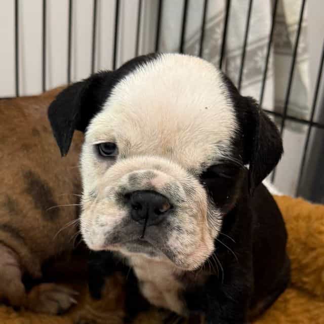Lulu - English Bulldog Female