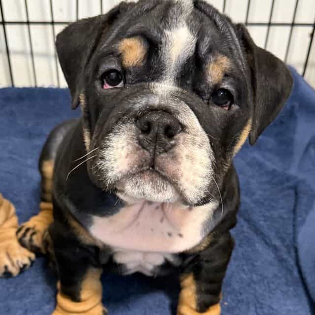 Maya - English Bulldog Female