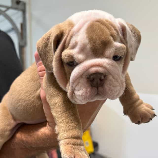 Latte - English Bulldog Male