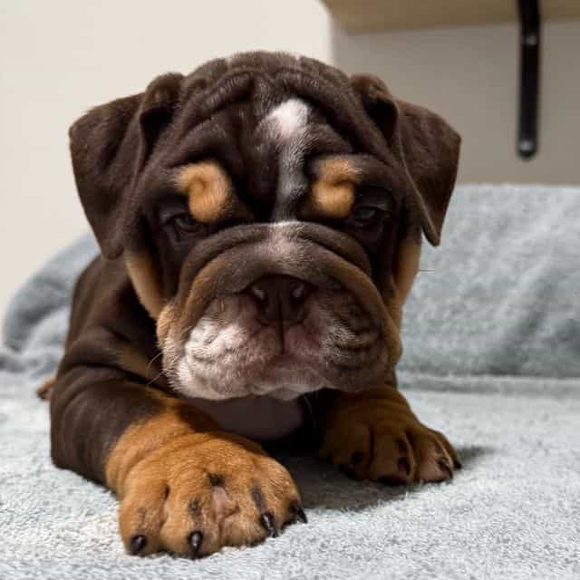 Meatloaf  - English Bulldog Male
