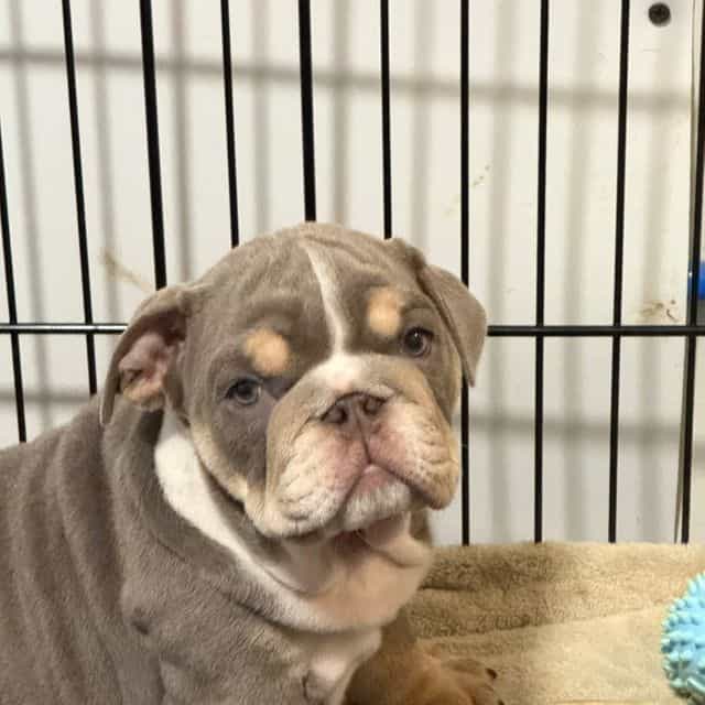 Smokey  - English Bulldog Female
