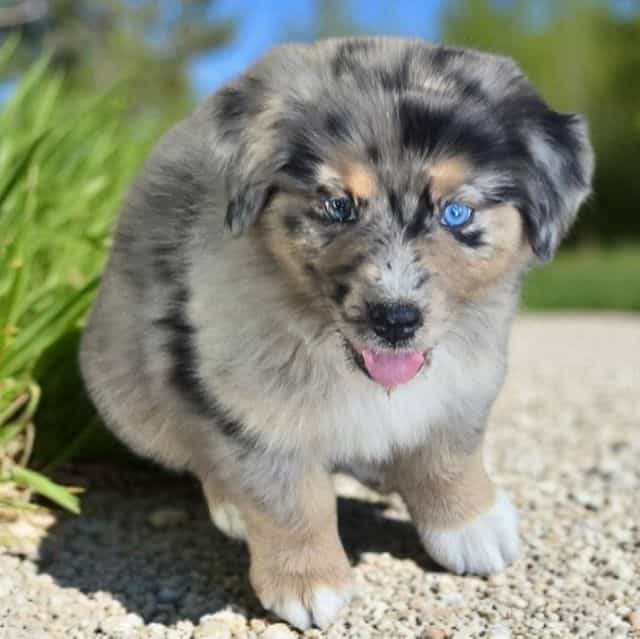 Henry - Australian Shepherd Male