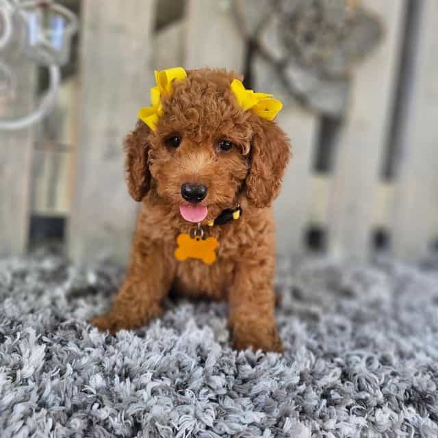 Daisy - Toy Poodle Female