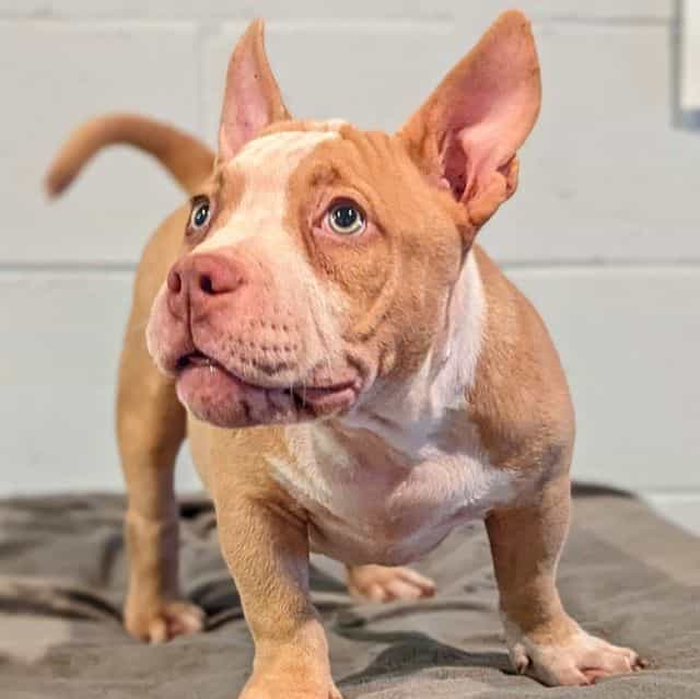 Jazzy  - American Bully Female