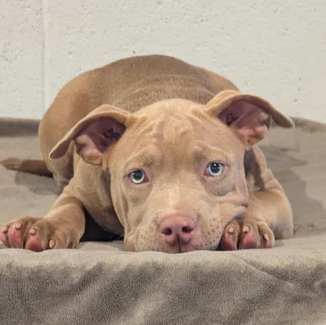 Zada - American Bully Female