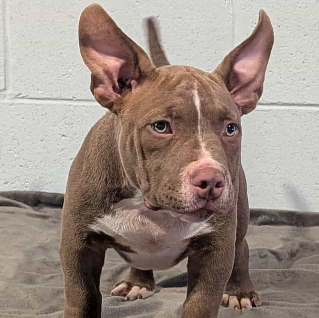Coco - American Bully Female