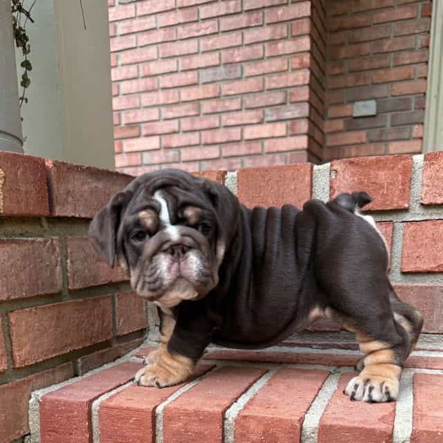Princess - English Bulldog Female