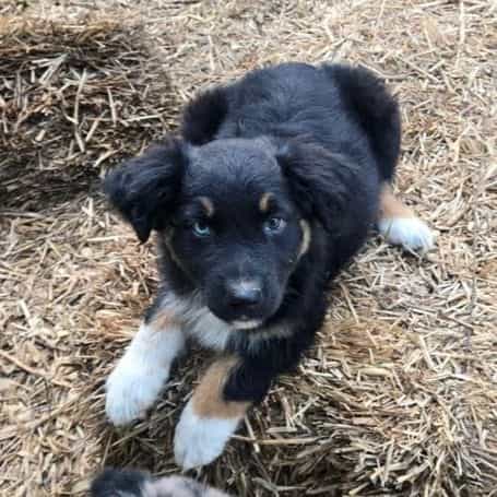 Hallie - Australian Shepherd Female
