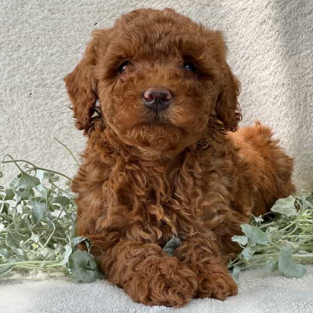 Toby - Goldendoodle Male