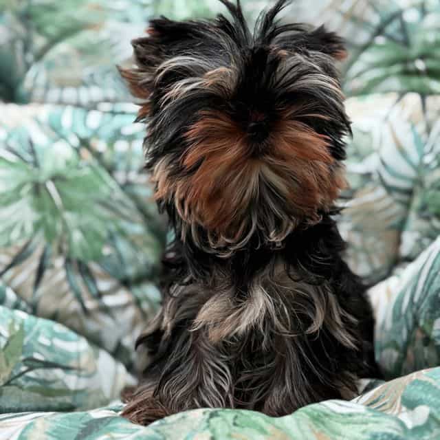 Micro size Russ - Yorkshire Terrier Female