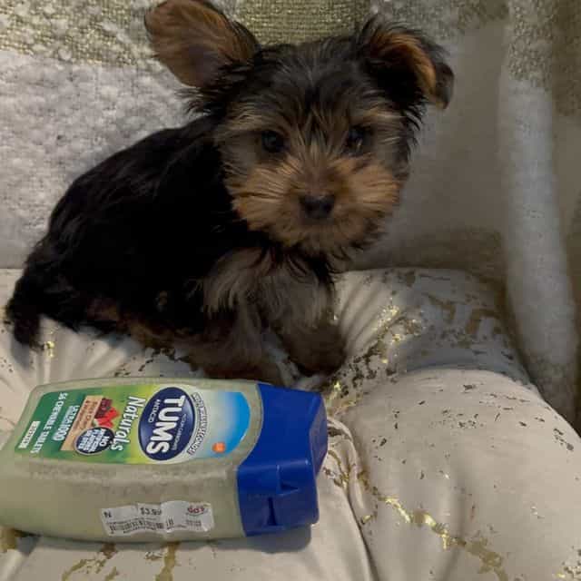Teacup Dax  - Yorkshire Terrier Male