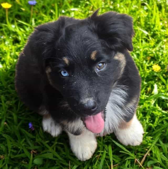 Hallie - Australian Shepherd Female