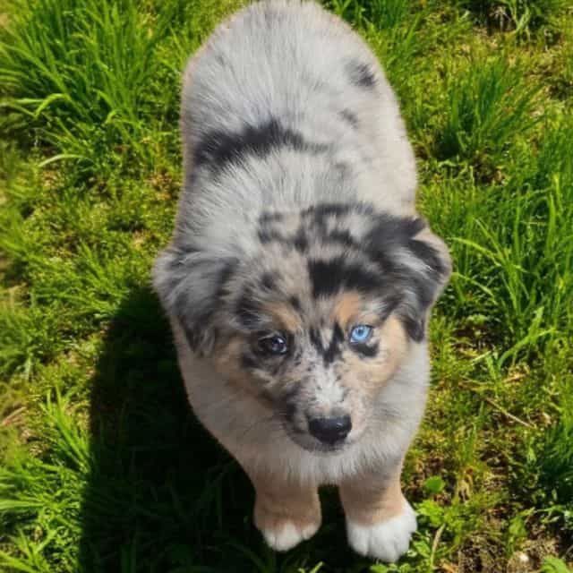 Henry - Australian Shepherd Male