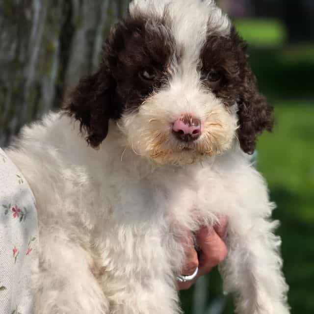 Bruno- mini por - Portidoodle Male