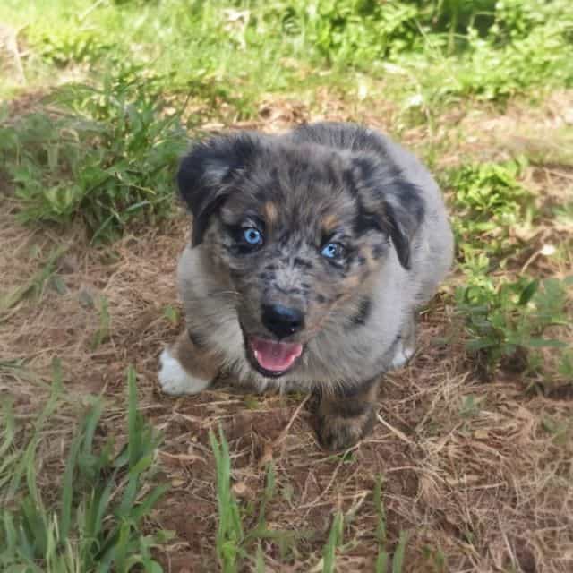 Hayes - Australian Shepherd Male