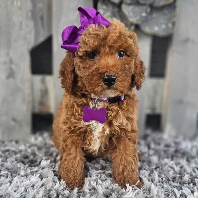 Lilly - Toy Poodle Female