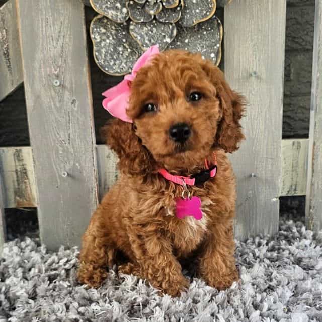 Isabella - Toy Poodle Female