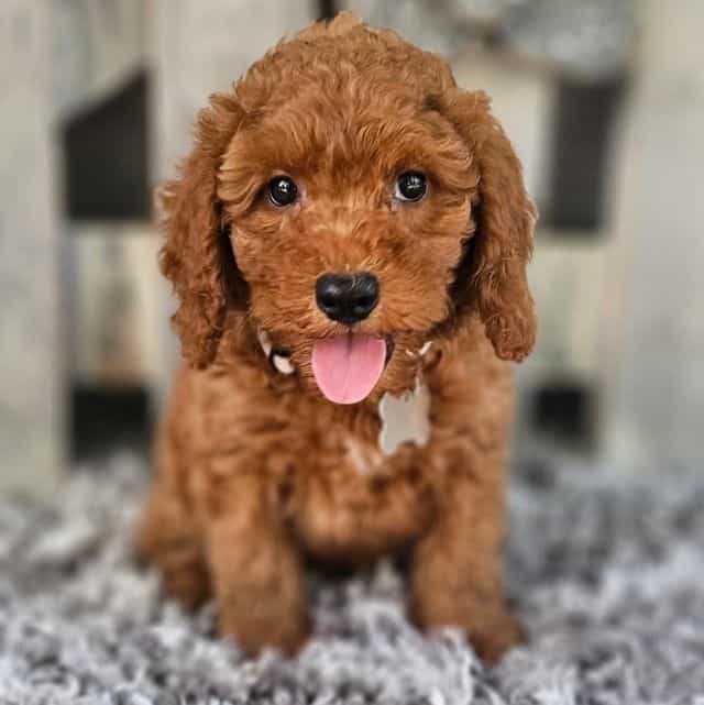 Edison - Toy Poodle Male