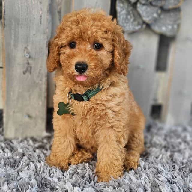 Luke - Toy Poodle Male