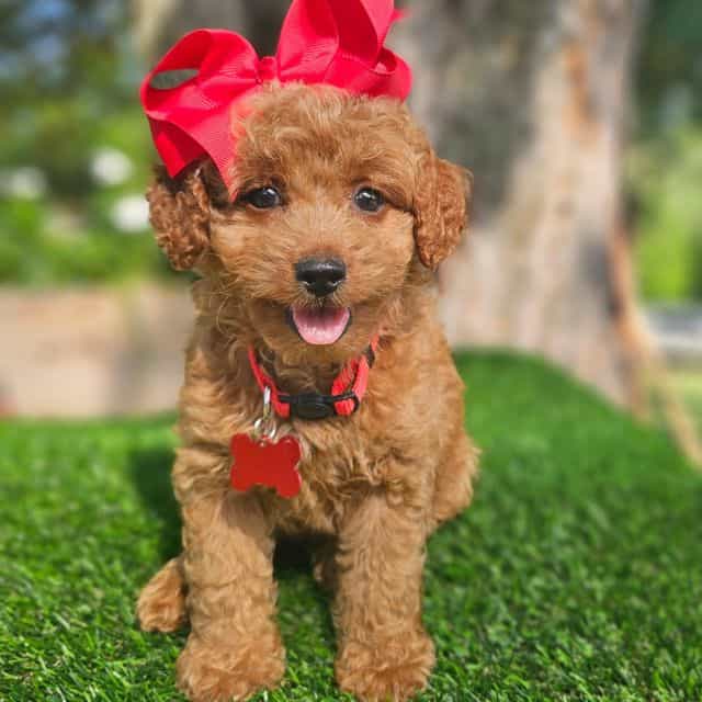 Rosie - Goldendoodle Female