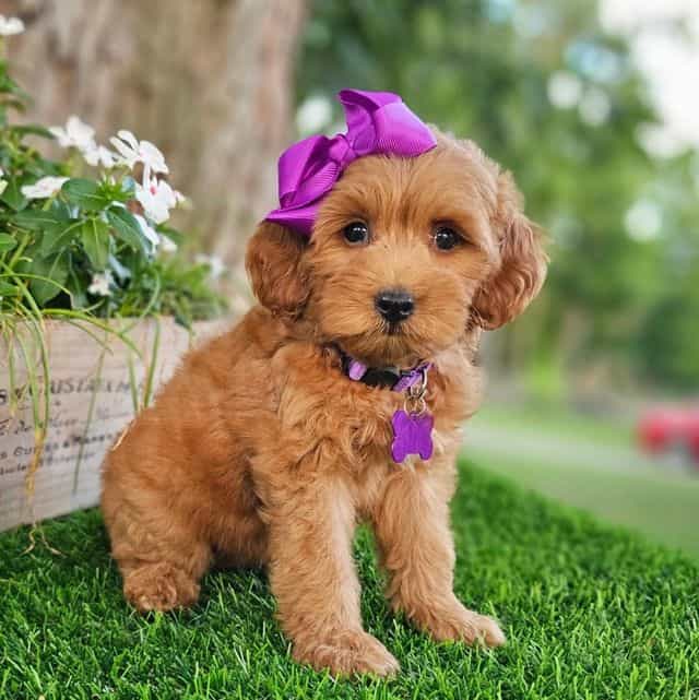 Melanie - Goldendoodle Female