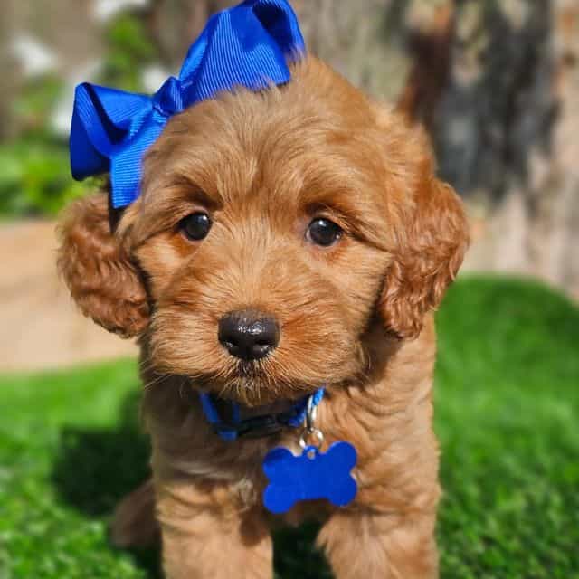 Blossom - Goldendoodle Female