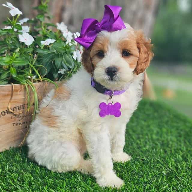 Violet - Goldendoodle Female