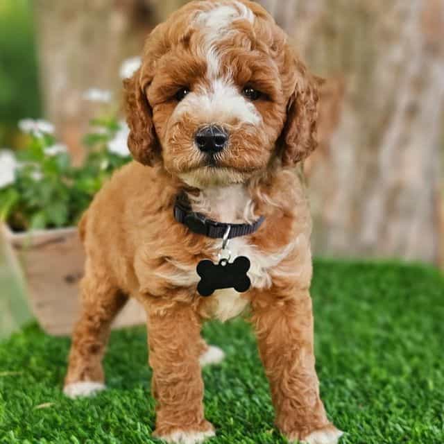 Jordan - Goldendoodle Male