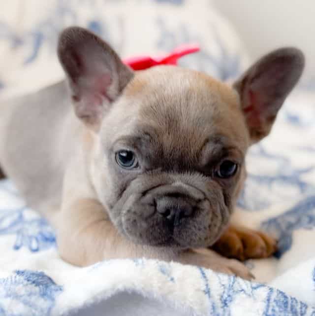 Peacock Blue Fa - French Bulldog Female