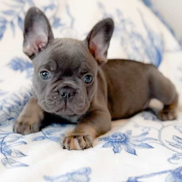 Jay Bird Blue & - French Bulldog Male