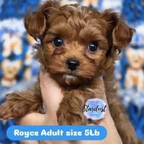 Royce - Yorkipoo Male