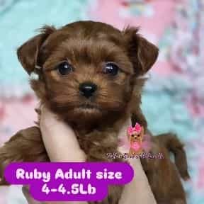 Tiny Ruby - Yorkipoo Female