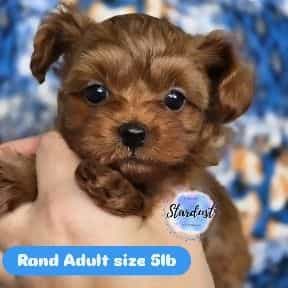 Rand - Yorkipoo Male