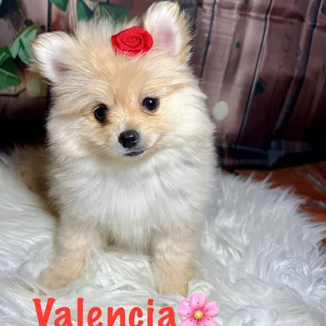 Valencia - Pomeranian Female