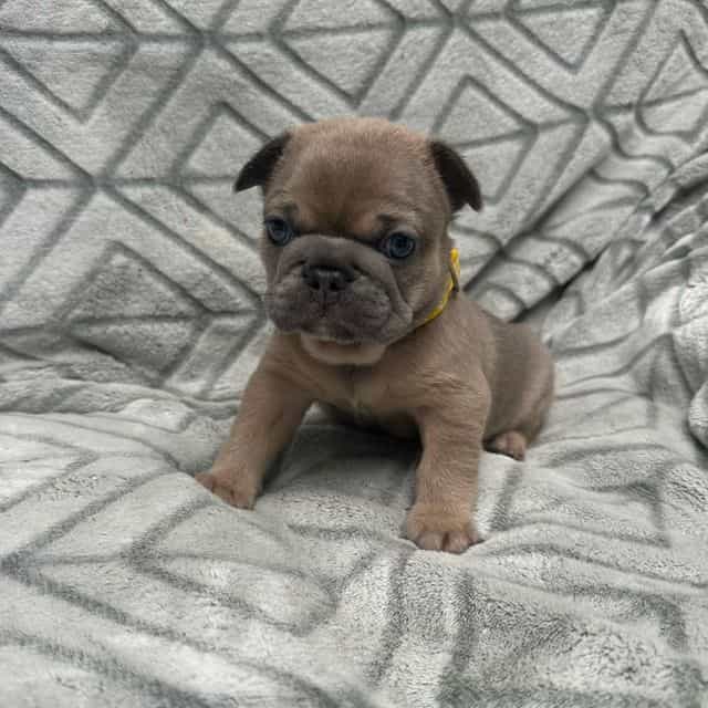 Yellow - French Bulldog Female