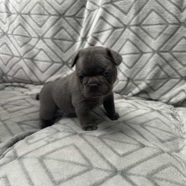 Green - French Bulldog Male