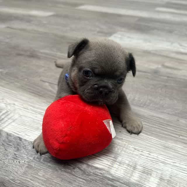 Blue - French Bulldog Male