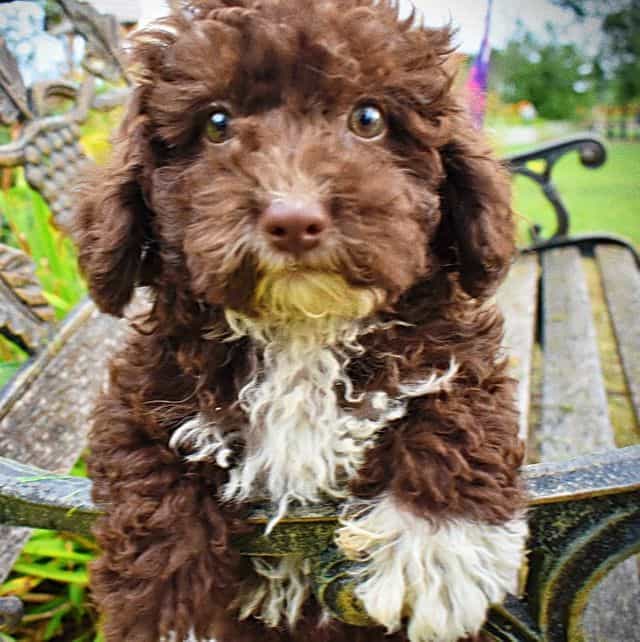Bliss - Havapoo Female
