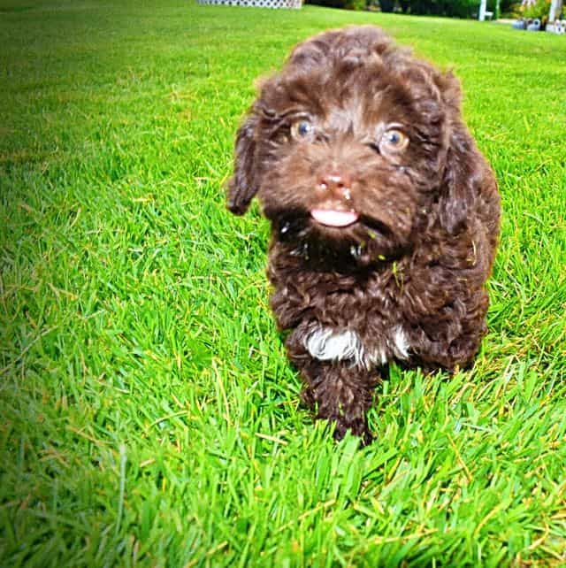 Boomer - Havapoo Male