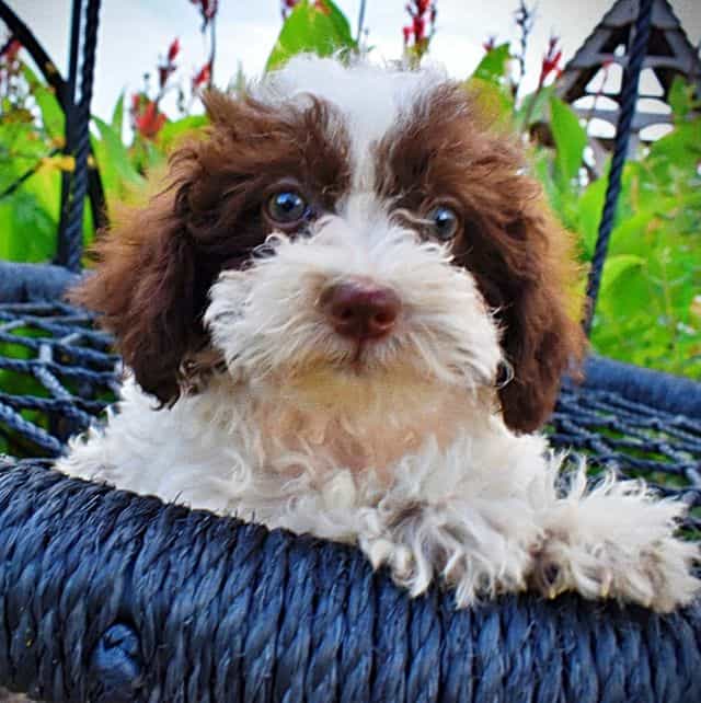 Bella - Havapoo Female