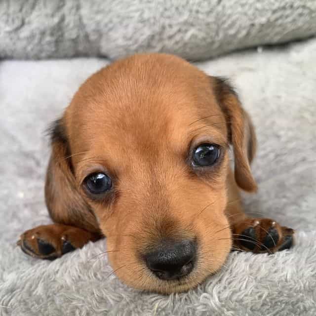 Baby Charlie ~! - Dachshund Male