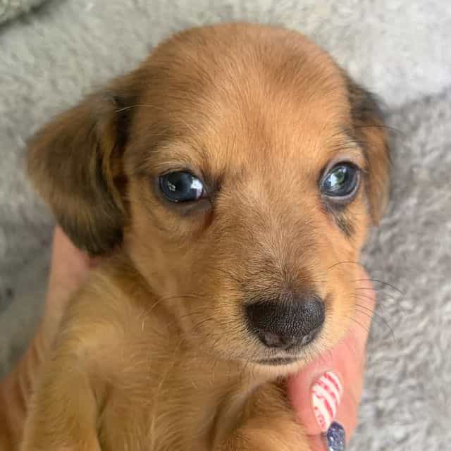Baby Cosmo ~! - Dachshund Male