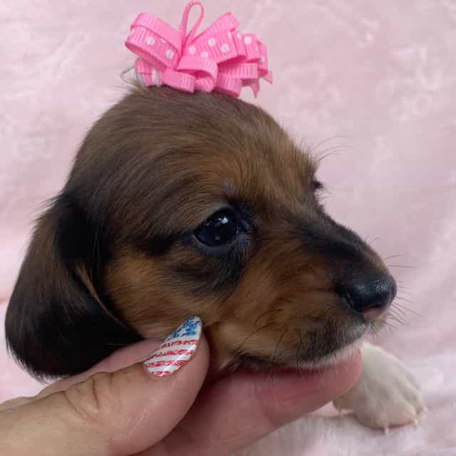 Baby Cleo ~! - Dachshund Female