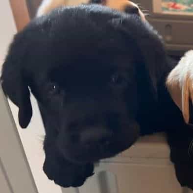 Yellow - Labrador Retriever Female