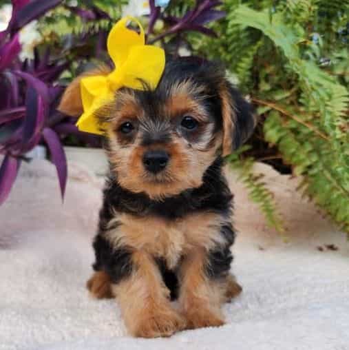 Lilly - Yorkshire Terrier Female